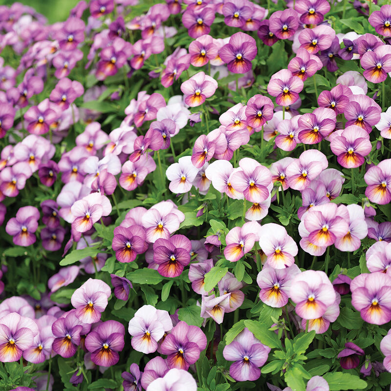 Floral Power Plum Antique Viola (Pansy)