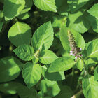 Kapoor Tulsi (Holy Basil) Holy Basil