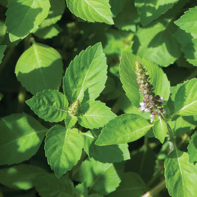 Kapoor Tulsi (Holy Basil) Holy Basil