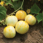 Lemon Specialty Cucumbers