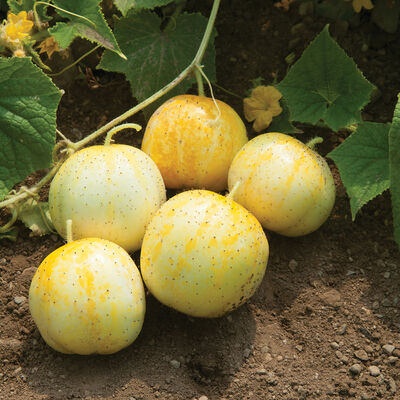 Lemon Specialty Cucumbers