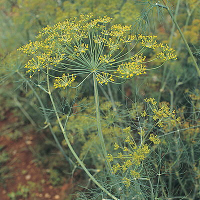 Superdukat Superdukat Herbs for Salad Mix