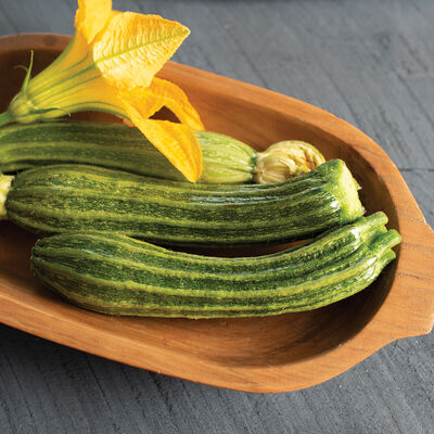 Pantheon Summer Squash