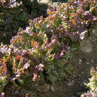 Red Sails Leaf Lettuce
