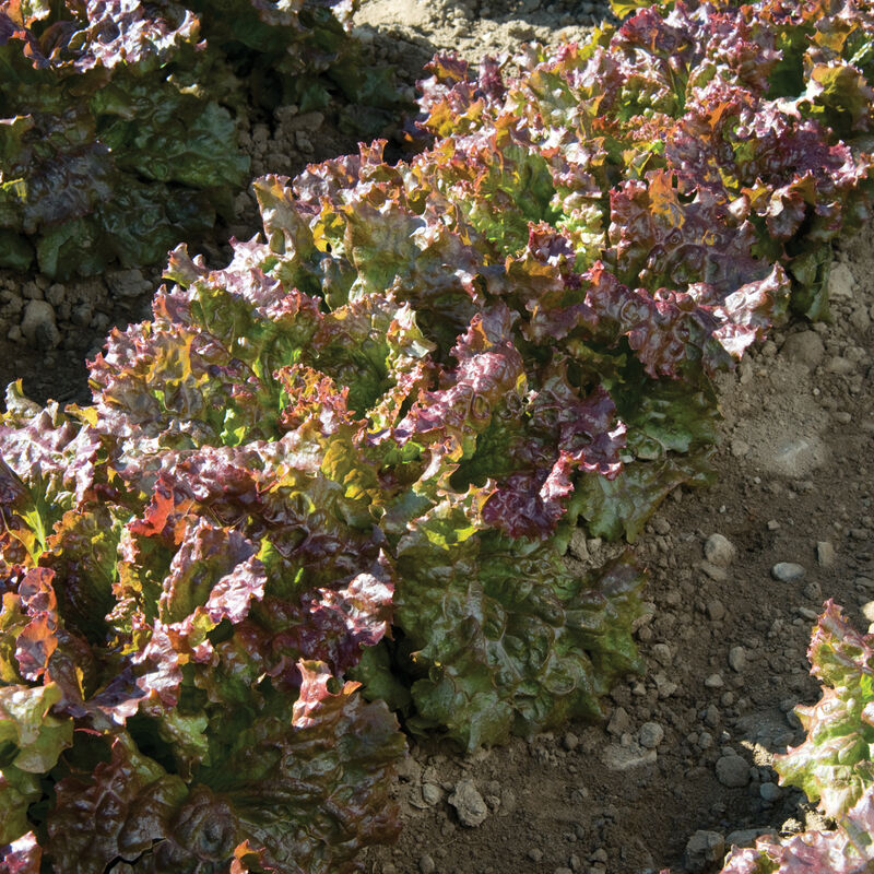 Red Sails Leaf Lettuce