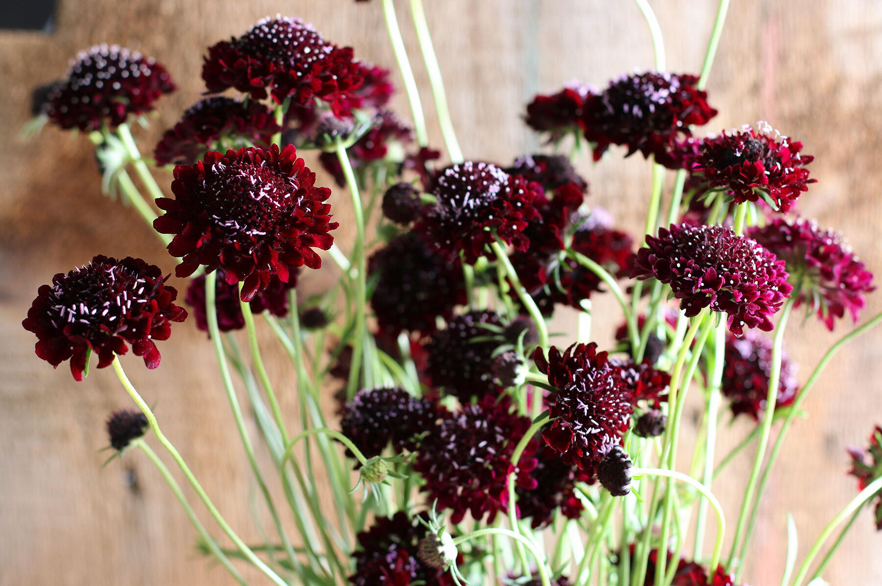 Black Knight Scabiosa (Pincushion Flower)