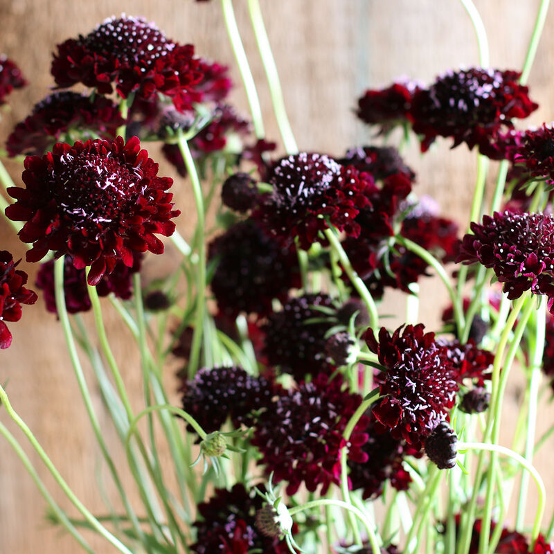 Black Knight Scabiosa (Pincushion Flower)