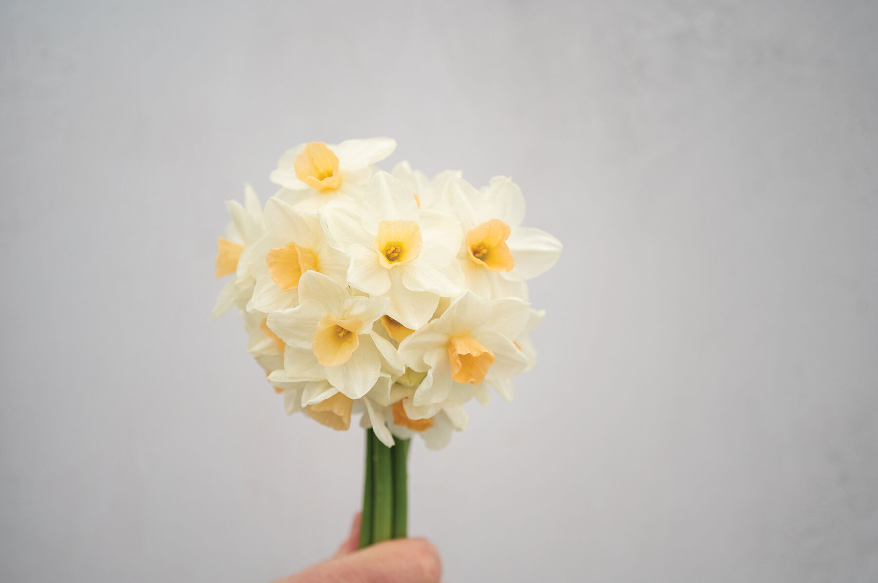 Kapiti&reg; Peach Narcissus