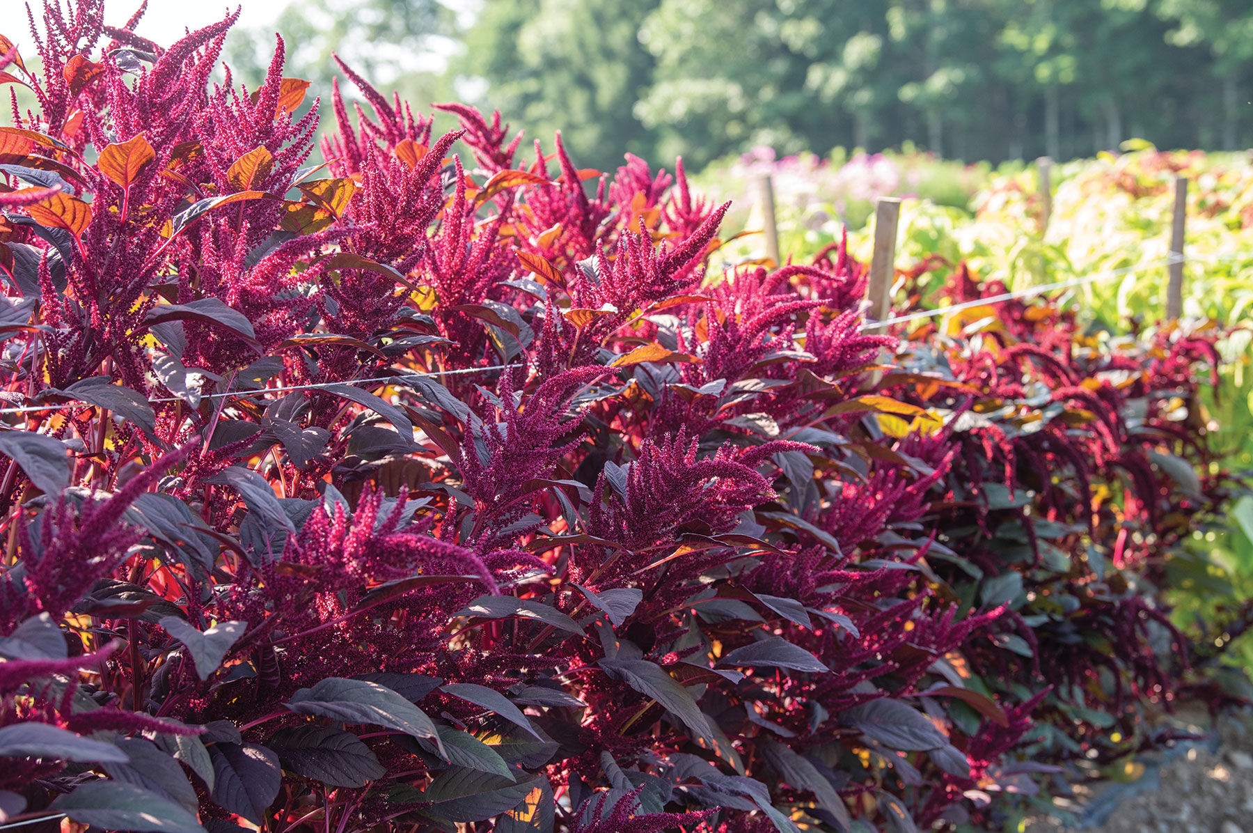 Red Spike Amaranthus