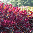 Red Spike Amaranthus