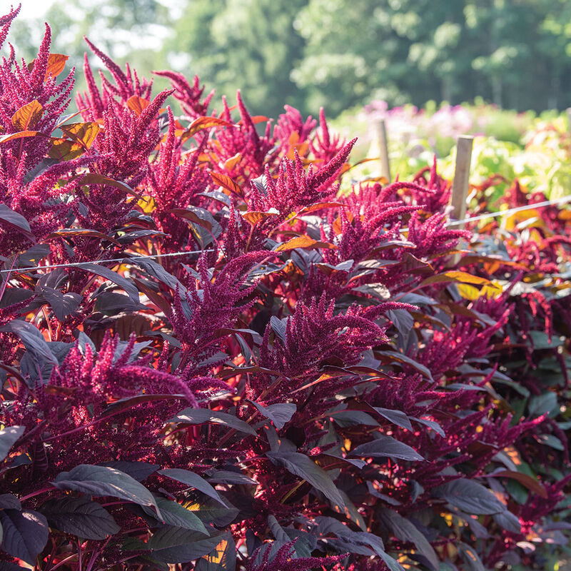 Red Spike Amaranthus