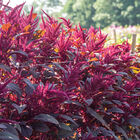 Red Spike Amaranthus