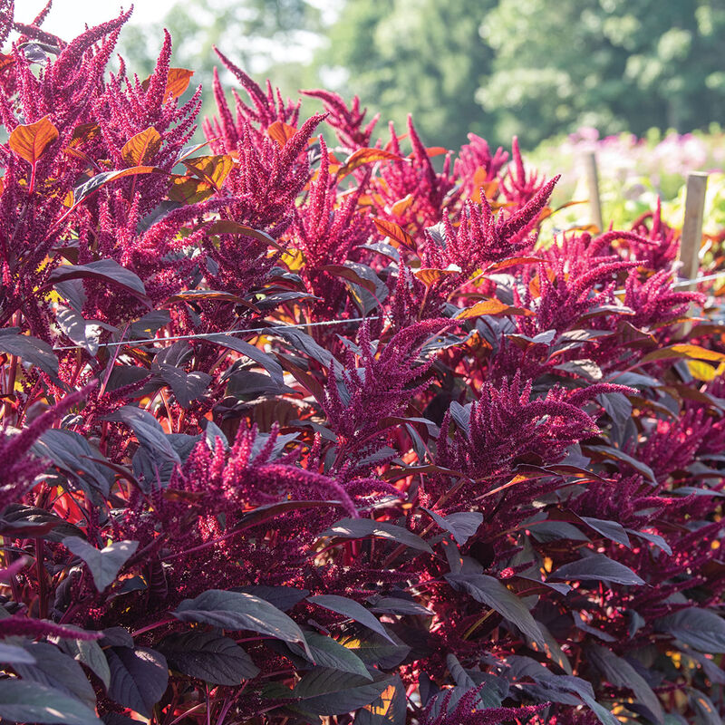 Red Spike Red Spike Amaranthus