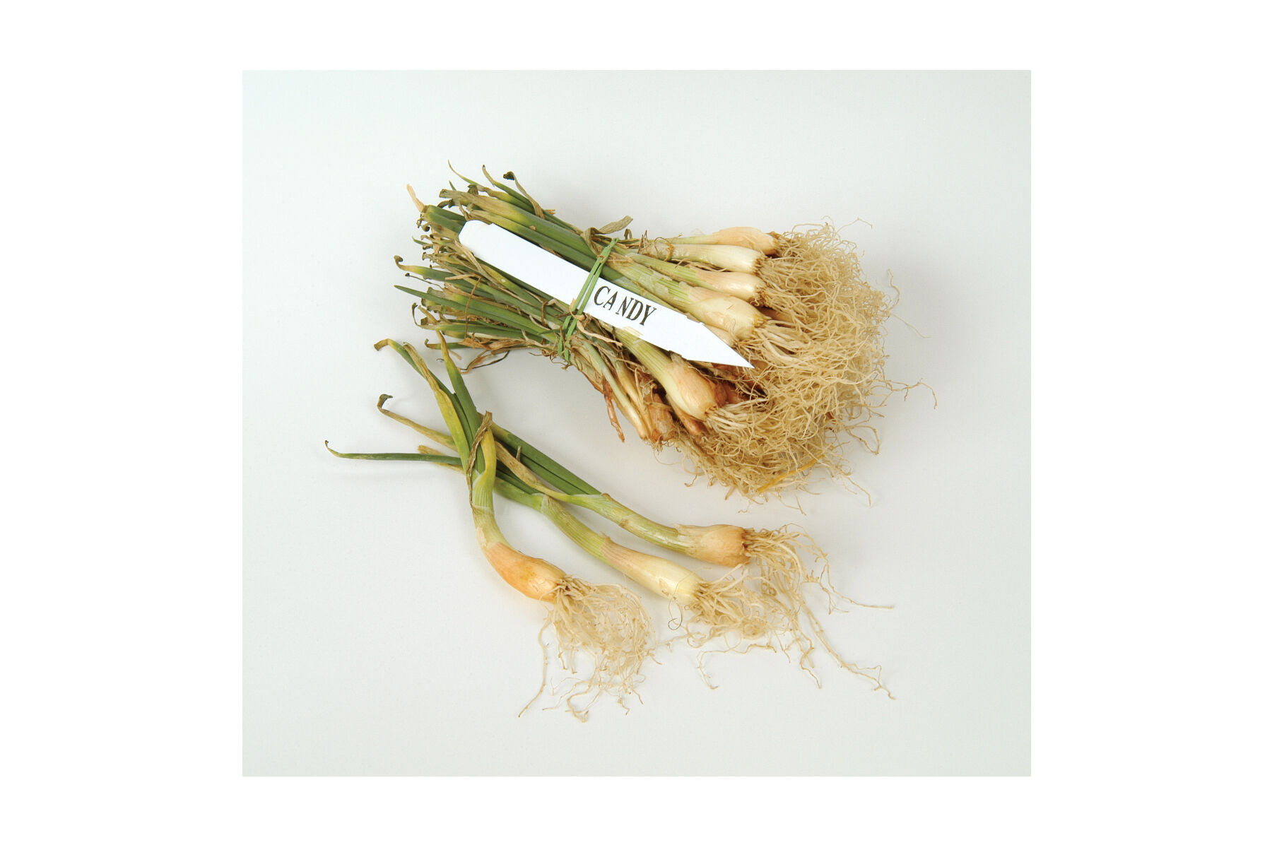 Candy Onion Plants & Sets