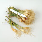 Candy Candy Onion Plants & Sets