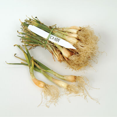 Candy Candy Onion Plants & Sets