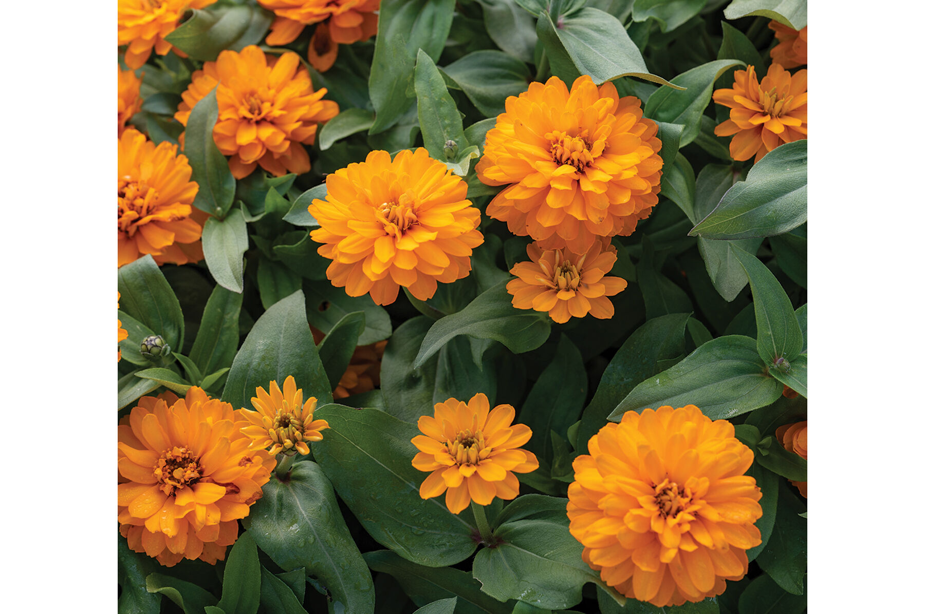 Double Zahara™ Bright Orange - Zinnia Seed | Johnny's Selected Seeds