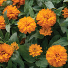 Double Zahara™ Bright Orange Zinnias