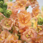 Double Frappe Apricot 2 Cool Season (Groups 1–2)