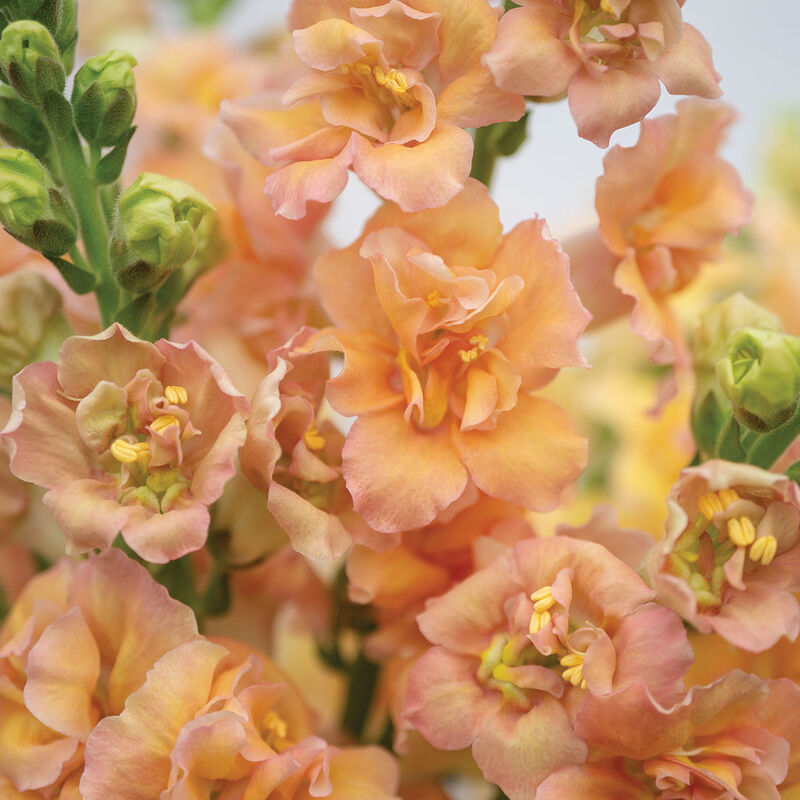 Double Frappe Apricot 2 Cool Season (Groups 1–2)