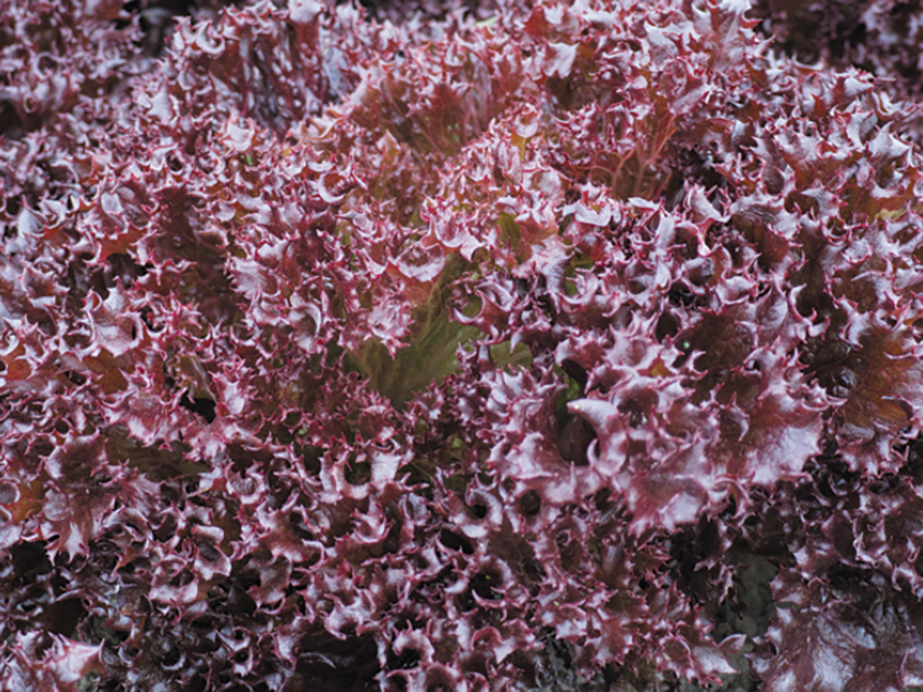 CrunchLeaf Lettuce Varieties | Johnny's Selected Seeds CrunchLeaf Lettuce Varieties | Johnny's Selected Seeds