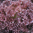 Azirka CrunchLeaf Lettuce