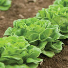Salanova® Green Butter Salanova® Lettuce