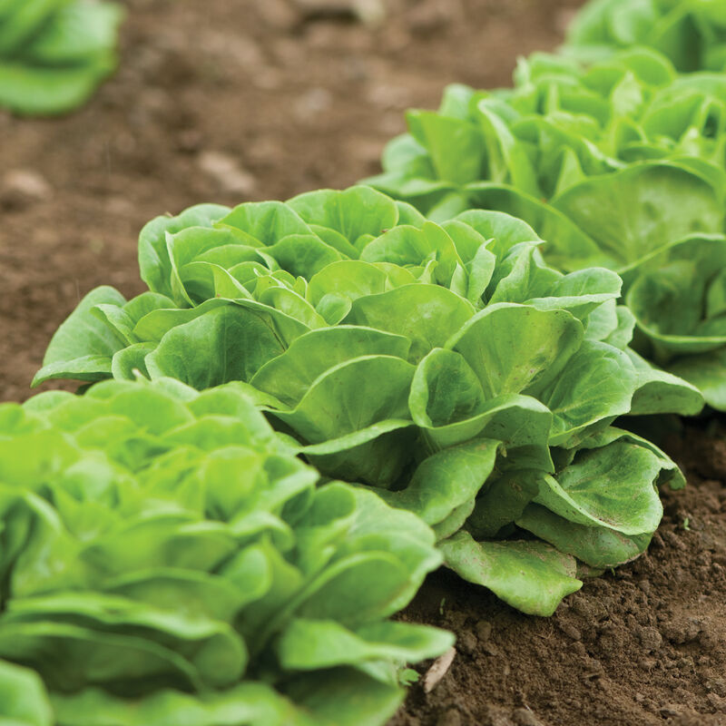 Salanova® Green Butter Salanova® Lettuce
