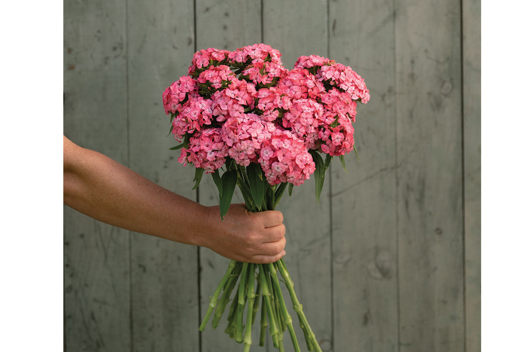 Barcelona Pink - Dianthus Seed | Johnny's Selected Seeds