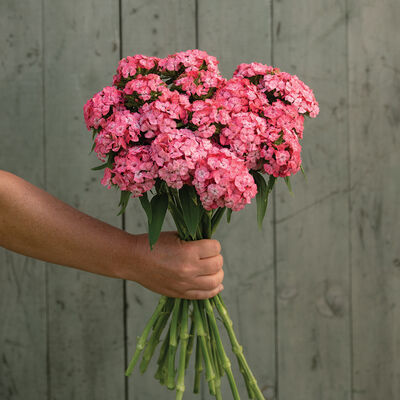 Barcelona Pink Dianthus (Sweet William)