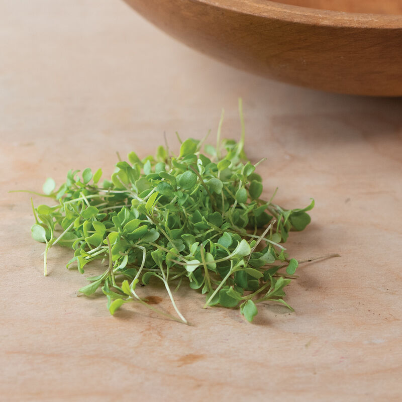 Arugula, Wasabi Microgreen Seed Johnny's Selected Seeds