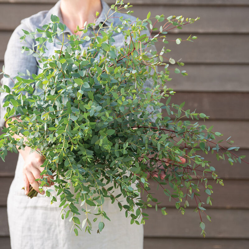 Small-Leaved Gum Eucalyptus