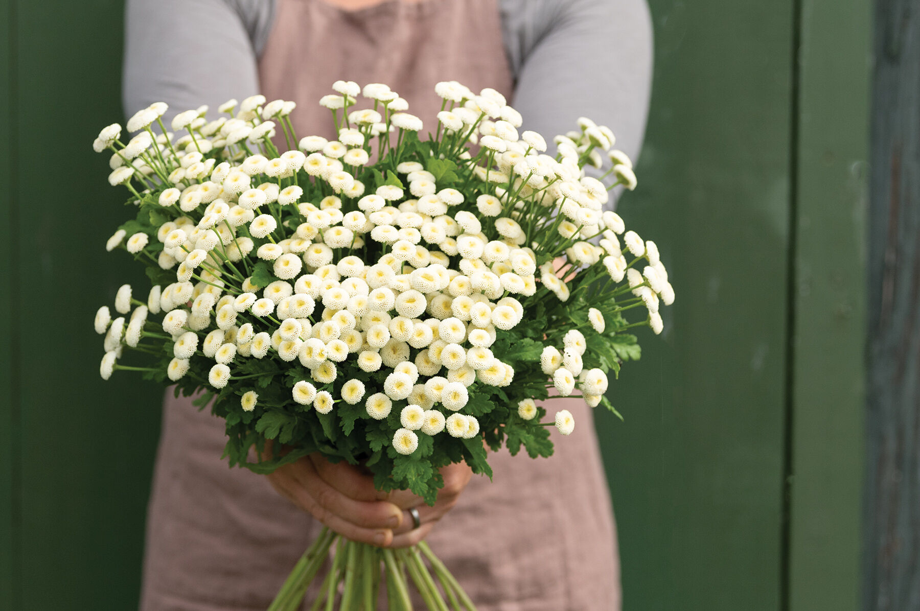 Snow Ball Matricaria (Feverfew)