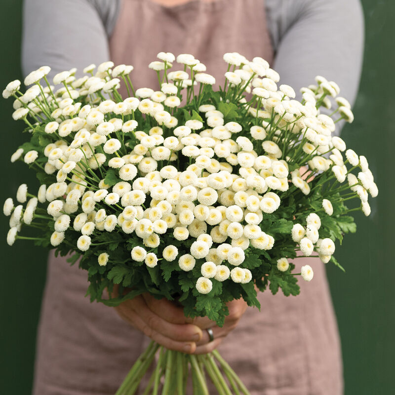 Snow Ball Snow Ball Matricaria (Feverfew)