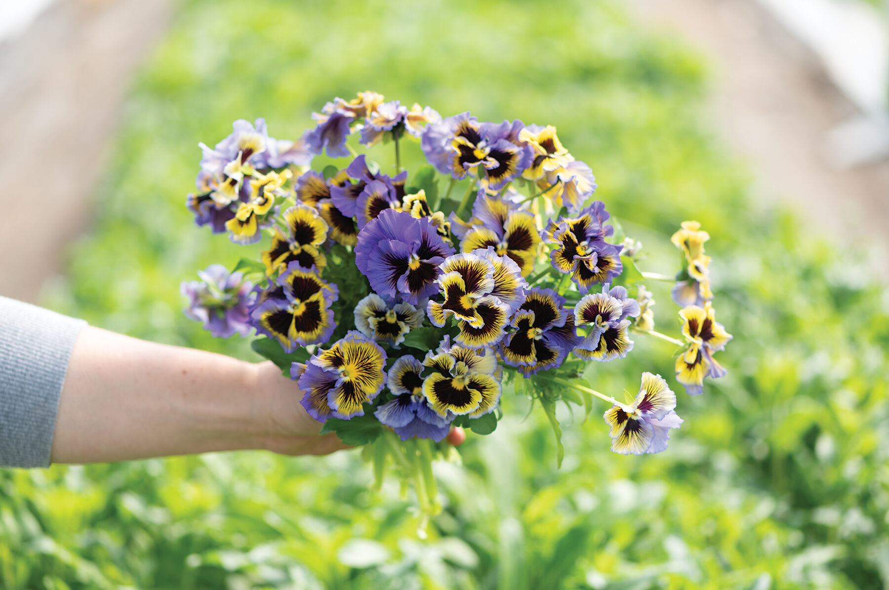 Frizzle Sizzle Yellow-Blue Swirl - Viola (Pansy) Seed | Johnny's