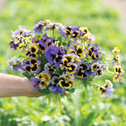 Frizzle Sizzle Yellow-Blue Swirl Viola (Pansy)