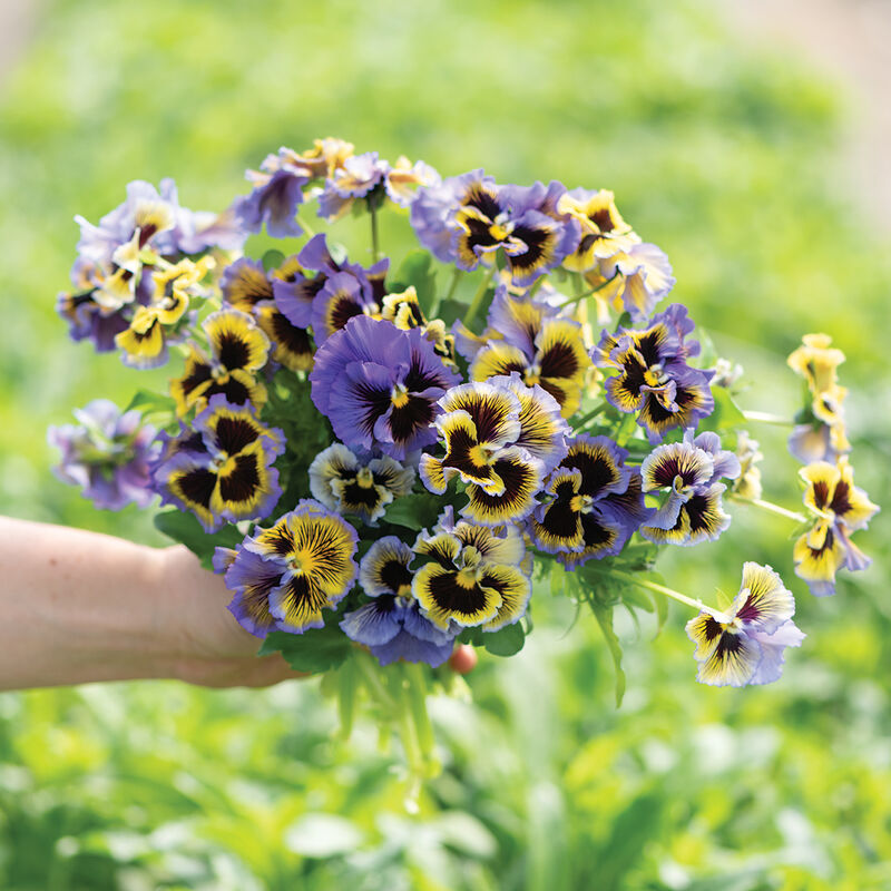 Frizzle Sizzle Yellow-Blue Swirl Viola (Pansy)