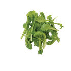 Riptide Romaine Lettuce (Cos)