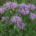 Wild Bergamot Monarda (Bee Balm)