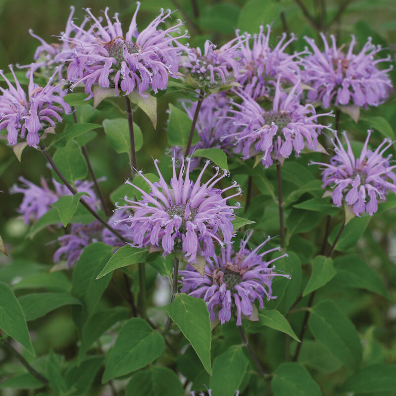 Wild Bergamot Monarda (Bee Balm)