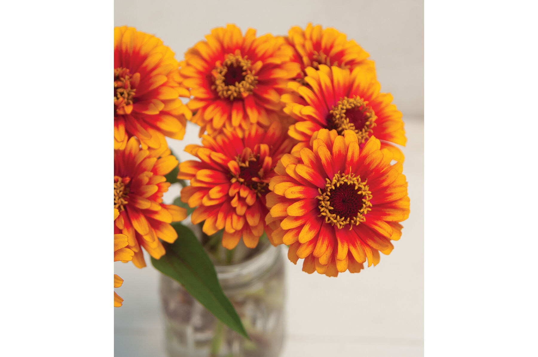 Zowie!&trade; Yellow Flame Zinnias