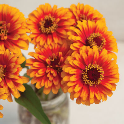 Zowie!™ Yellow Flame Zinnias