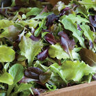 Allstar Gourmet Lettuce Mix Lettuce Mixes