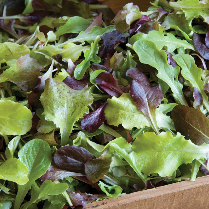 Allstar Gourmet Lettuce Mix Lettuce Mixes