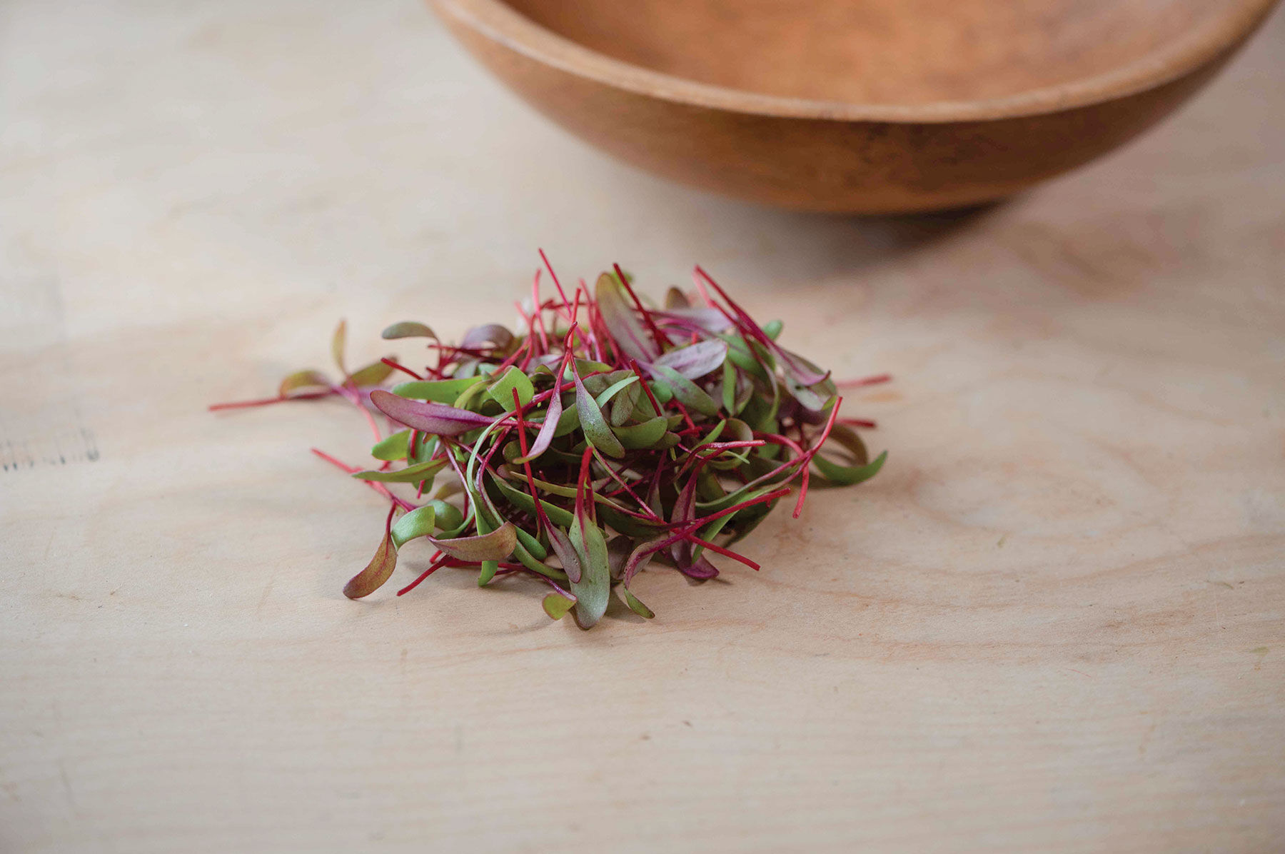 Beet, Red Leaf - Organic Microgreen Seed | Johnny's Selected Seeds