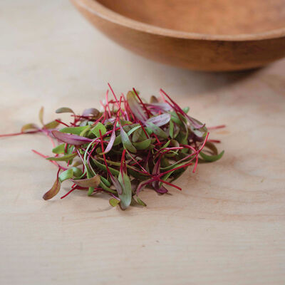 Beet, Red Leaf Microgreen Vegetables