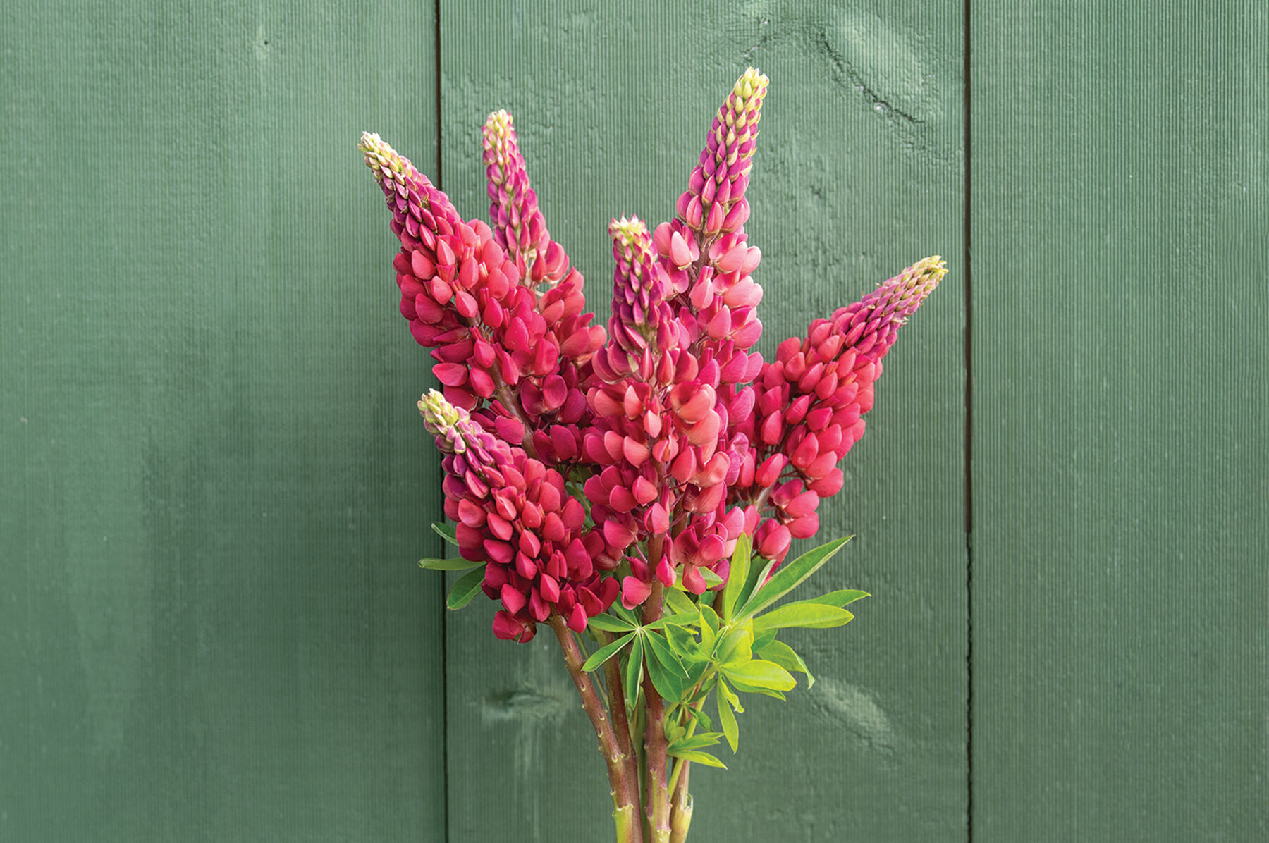 thumbnail image 2 of How To Harvest Lupine Seeds - Pro Tips For Sowing Or Eating | Homes And 2 of 14