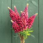 My Castle Lupine