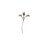 Kale, Purple Reign Microgreen Vegetables
