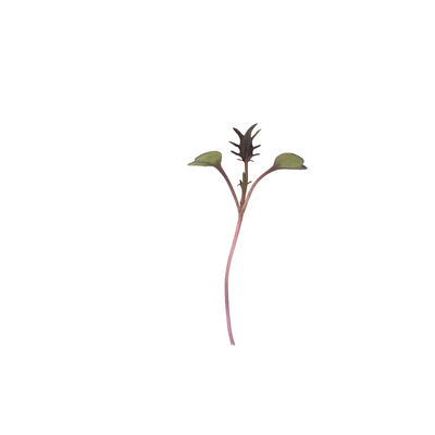 Kale, Purple Reign Microgreen Vegetables